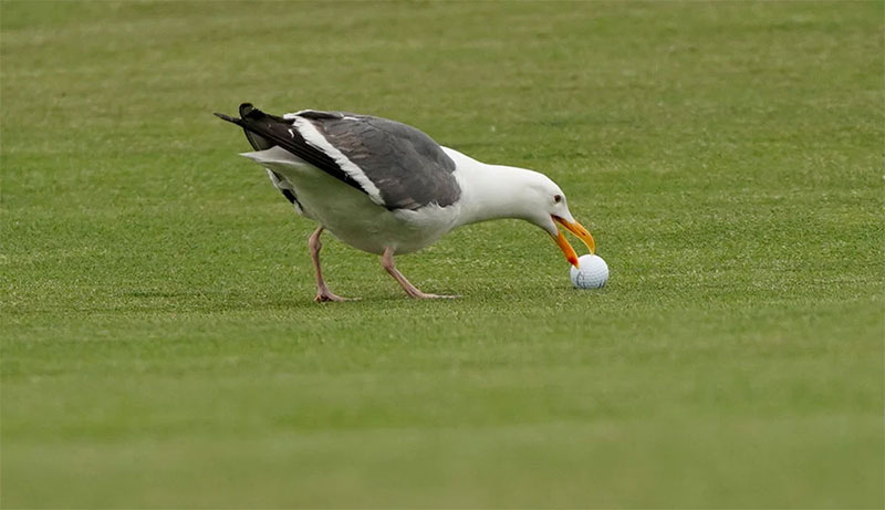 Birdie