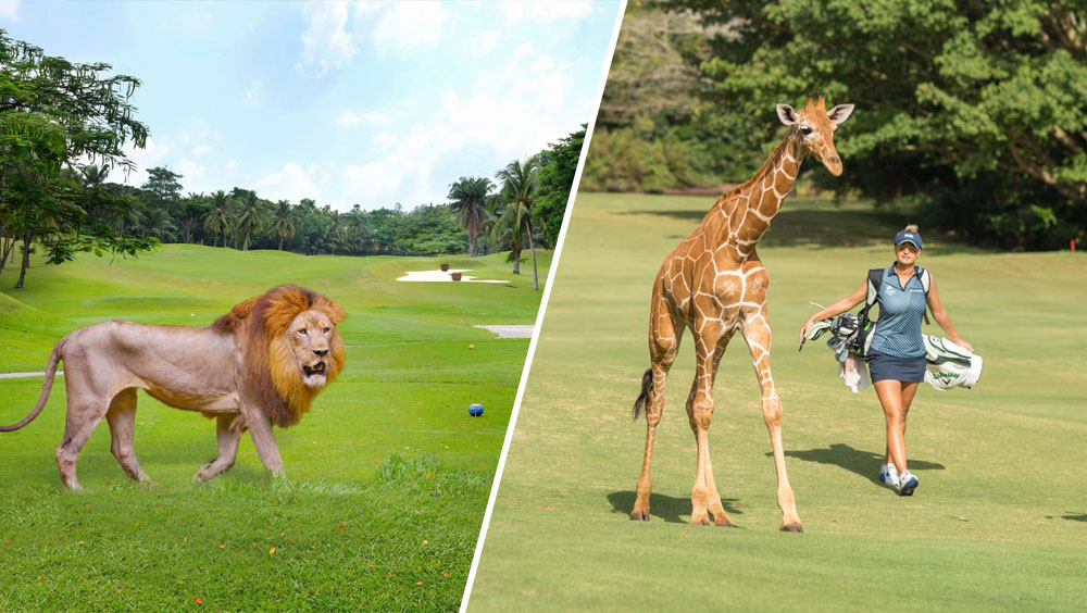 The PGA Tour's Surprising Animal Encounters