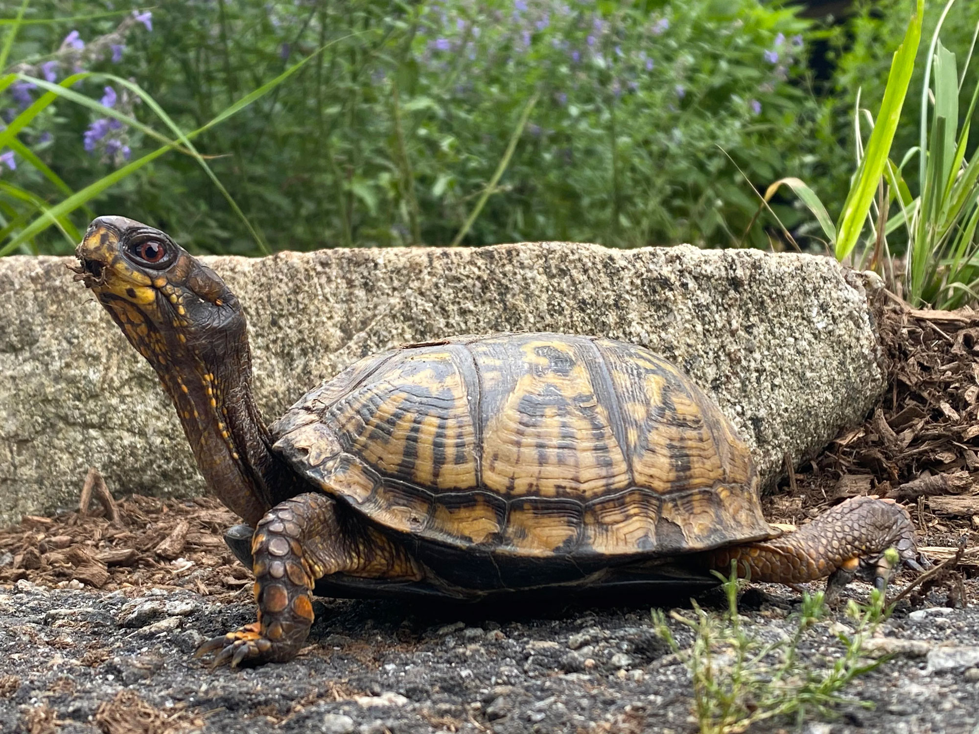 Eastern Box Turtle